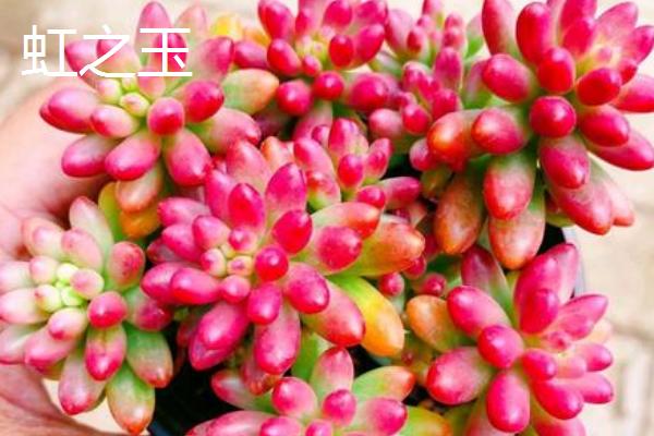 桑蝶之舞多肉的养殖方式，养殖过程中需要有适量的光照