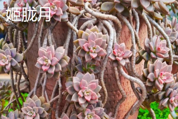 桑蝶之舞多肉的养殖方式，养殖过程中需要有适量的光照