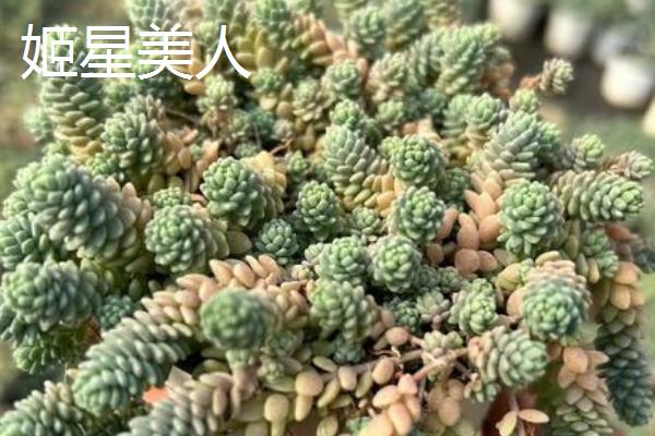 桑蝶之舞多肉的养殖方式，养殖过程中需要有适量的光照