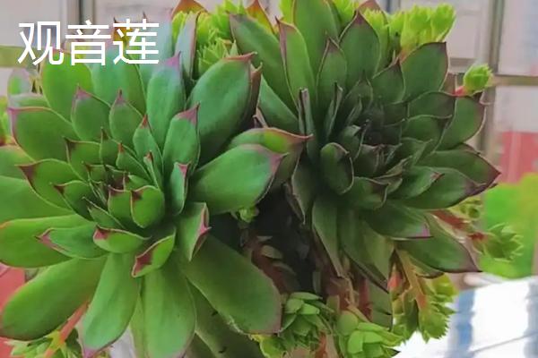 桑蝶之舞多肉的养殖方式，养殖过程中需要有适量的光照