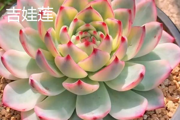 桑蝶之舞多肉的养殖方式，养殖过程中需要有适量的光照