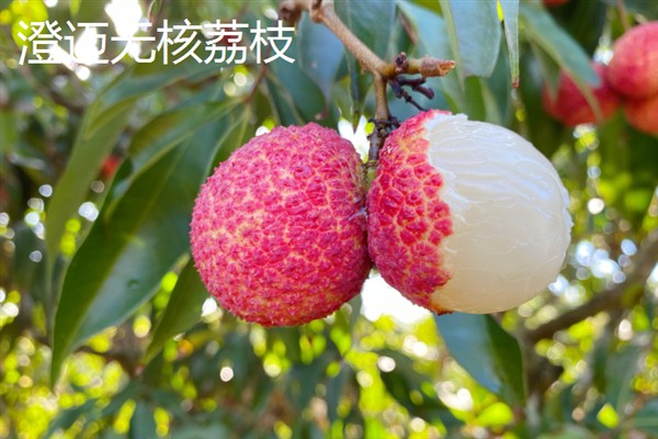 海南省澄迈县有什么特产，澄迈山柚油被称为液体黄金