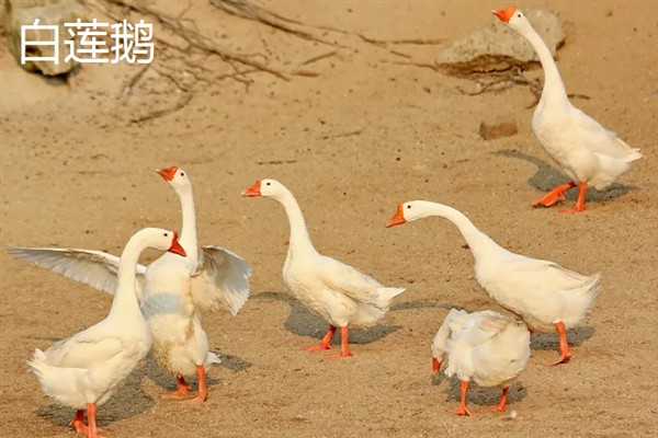 海南省澄迈县有什么特产，澄迈山柚油被称为液体黄金