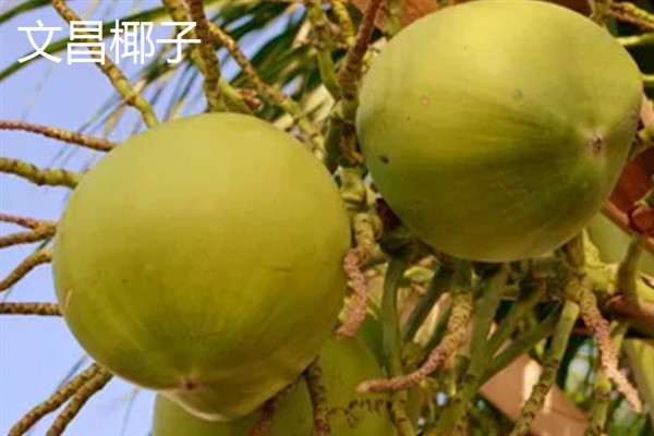 海南省澄迈县有什么特产，澄迈山柚油被称为液体黄金