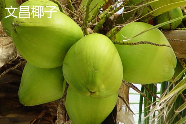 海南省澄迈县有什么特产，澄迈山柚油被称为液体黄金