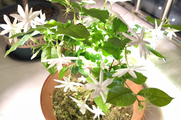 笔尖茉莉的养殖方法，生长需要充足的光照