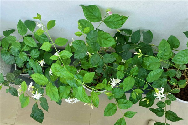 笔尖茉莉的养殖方法，生长需要充足的光照