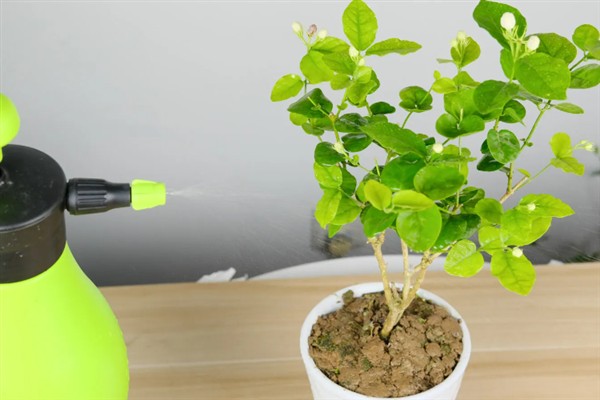 笔尖茉莉的养殖方法，生长需要充足的光照