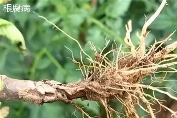 番茄死棵的原因，可能是定植过深所致