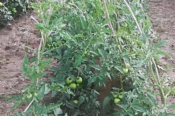番茄死棵的原因，可能是定植过深所致