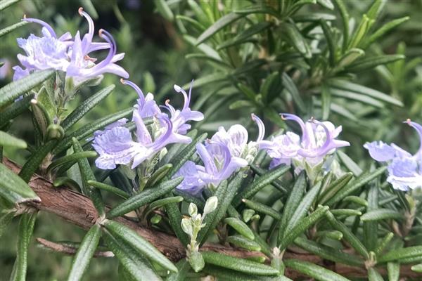 秋天有哪些开花的植物，有番红花、迷迭香等