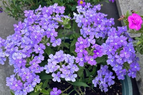 秋天有哪些开花的植物，有番红花、迷迭香等