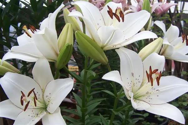 夏天能种百合花吗，夏天是可以种百合花的