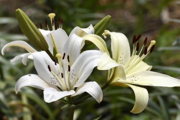 夏天能种百合花吗，夏天是可以种百合花的