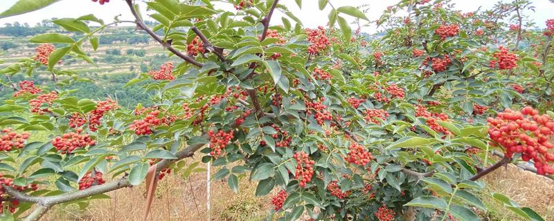 花椒树怎么种植，将肥料施在树冠外缘下有助于吸收