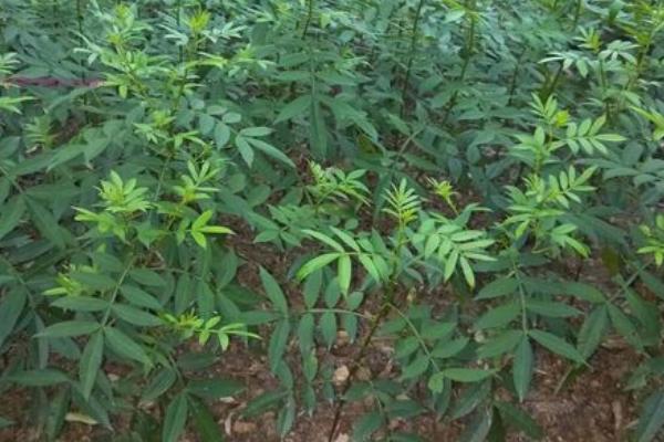 花椒树怎么种植，将肥料施在树冠外缘下有助于吸收