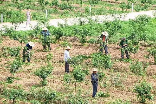 花椒树怎么种植，将肥料施在树冠外缘下有助于吸收