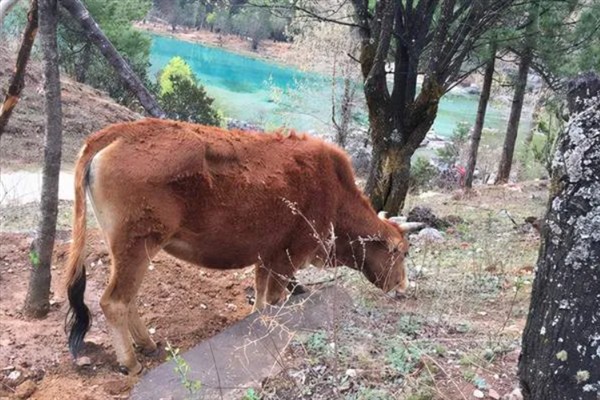 牛吃土的原因,是代谢紊乱所致