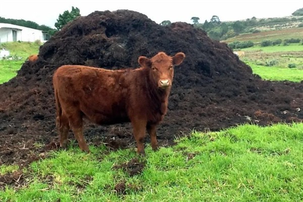 牛吃土的原因,是代谢紊乱所致