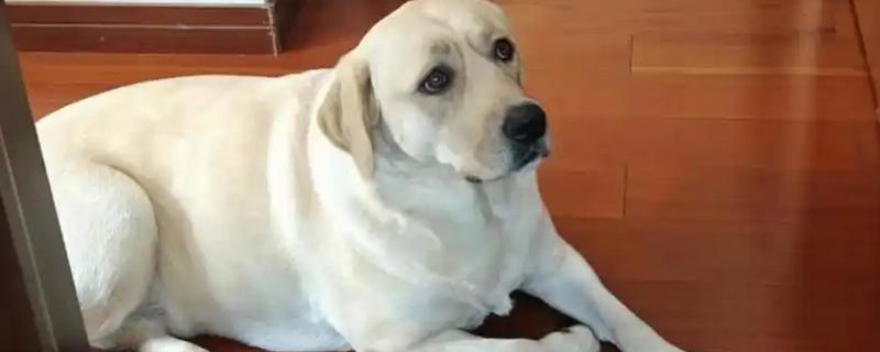 狗狗脂肪瘤的症状，呈现单个到多个有游离性肿块