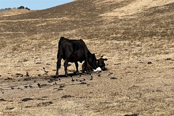 牛吃土的原因,是代谢紊乱所致