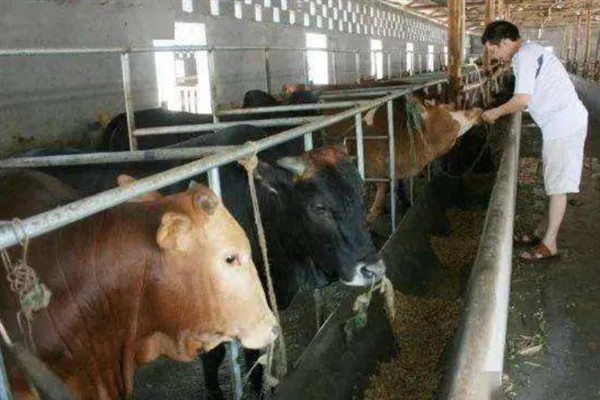 牛吃土的原因,是代谢紊乱所致