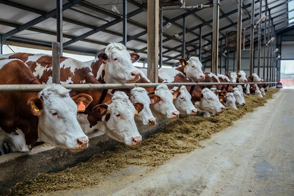 牛吃土的原因,是代谢紊乱所致