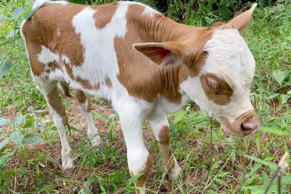 牛吃土的原因,是代谢紊乱所致