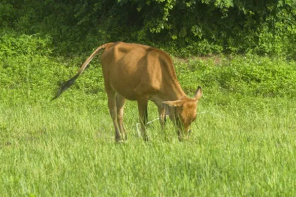 牛吃土的原因,是代谢紊乱所致