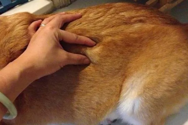 狗狗脂肪瘤的症状，呈现单个到多个有游离性肿块