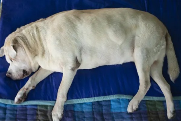 狗狗脂肪瘤的症状，呈现单个到多个有游离性肿块