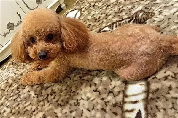 狗狗脂肪瘤的症状，呈现单个到多个有游离性肿块