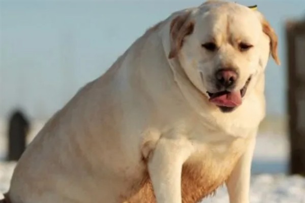 狗狗脂肪瘤的症状，呈现单个到多个有游离性肿块