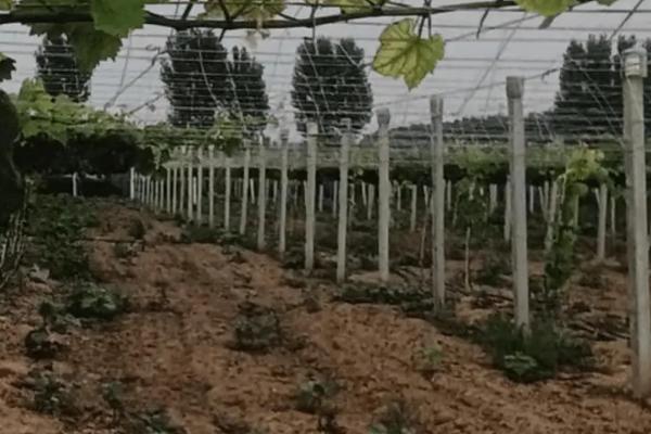 葡萄的种植方式，定植间距为2米左右