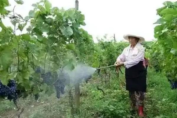 葡萄的种植方式，定植间距为2米左右