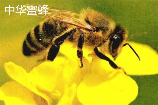 中蜂和意蜂的区别，体型、产地、产蜜量等方面均不同
