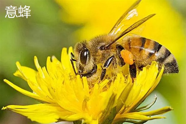 中蜂和意蜂的区别，体型、产地、产蜜量等方面均不同