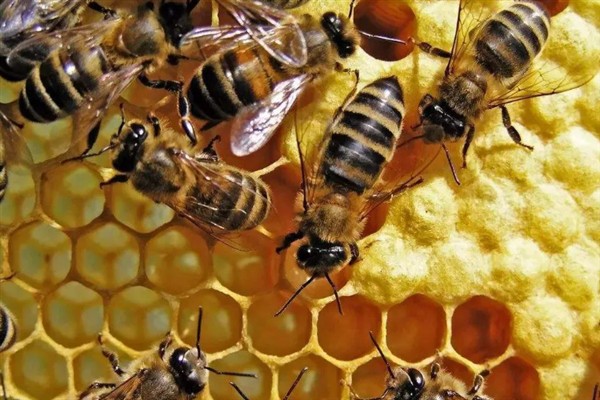 中蜂和意蜂的区别，体型、产地、产蜜量等方面均不同