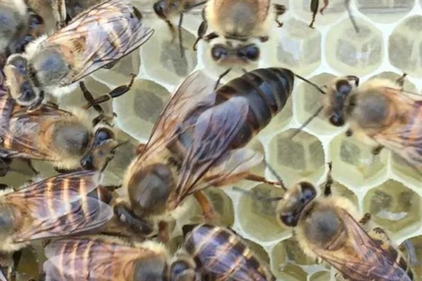 中蜂和意蜂的区别，体型、产地、产蜜量等方面均不同