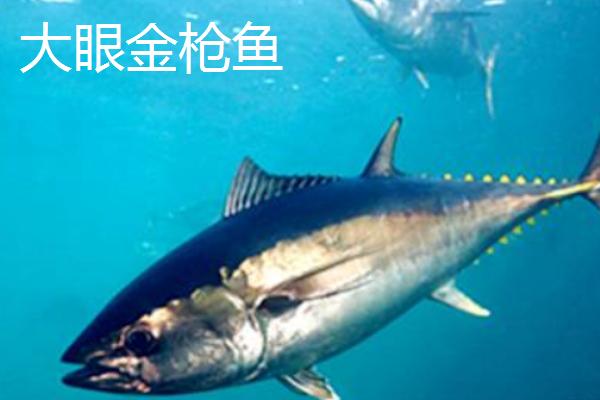 黑鳍金枪鱼的简介，体型较小长度只有50厘米左右