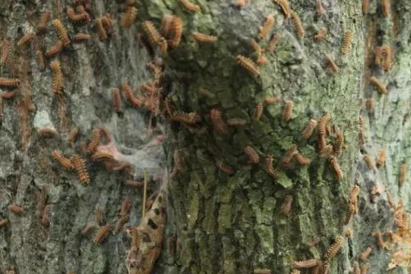 三大害虫是哪些,指蟑螂、苍蝇、蚊子