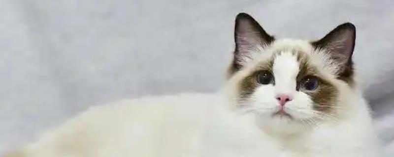猫耳朵脏和耳螨有什么区别，症状不同