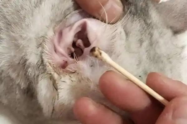猫耳朵脏和耳螨有什么区别，症状不同