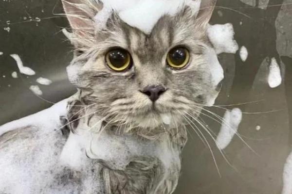 猫耳朵脏和耳螨有什么区别，症状不同