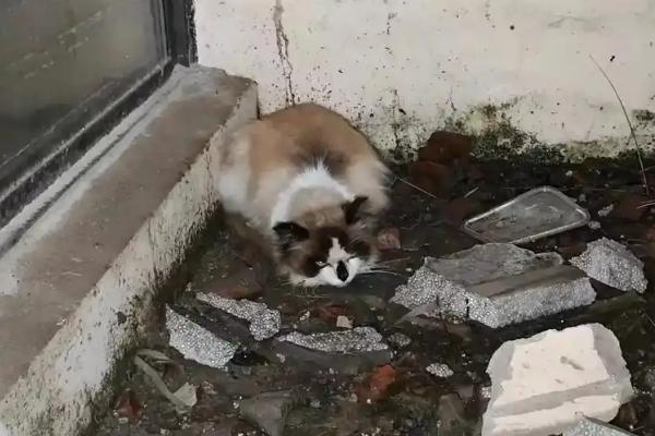 猫耳朵脏和耳螨有什么区别，症状不同