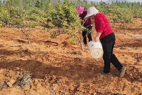 用油饼做肥料的方法，粉碎后装入容器中并加水发酵
