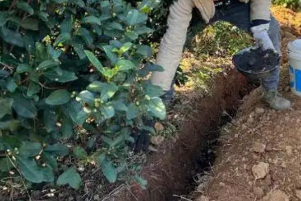 用油饼做肥料的方法，粉碎后装入容器中并加水发酵