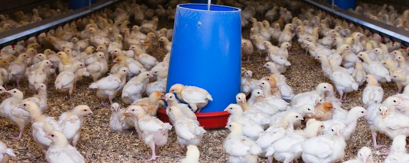喂养刚出生的小鸡的方法，逐步饲喂温开水、葡萄糖水、饲料