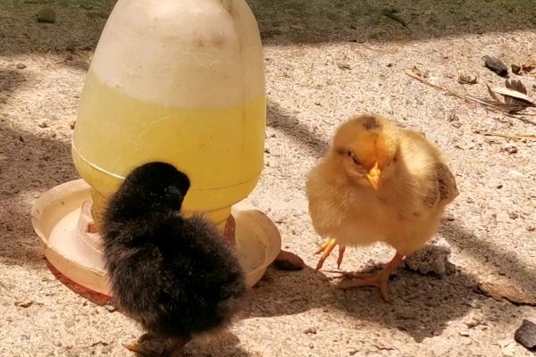 喂养刚出生的小鸡的方法，逐步饲喂温开水、葡萄糖水、饲料