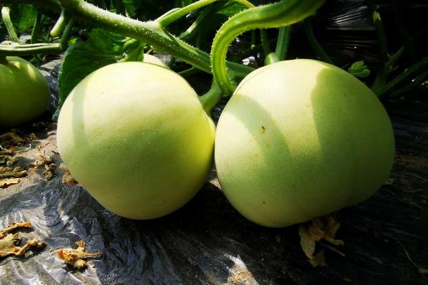 甜瓜和哈密瓜是一样的吗，其外形和味道均不同